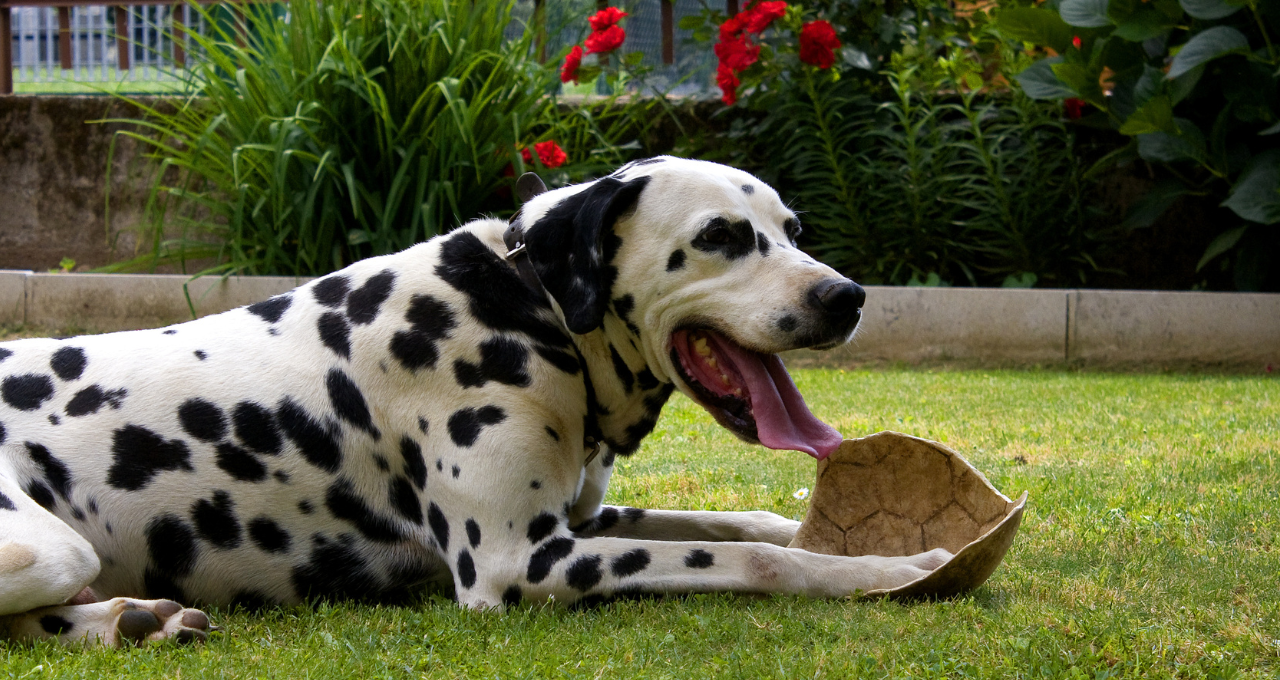 Dog rests on paving driveway